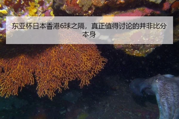 东亚杯日本香港6球之隔，真正值得讨论的并非比分本身